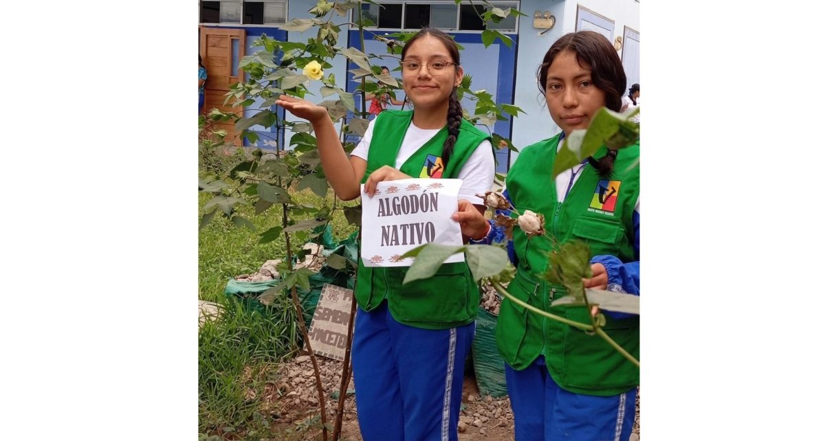 Ministerio de Cultura promueve el cultivo de algodón nativo en colegios de La Libertad para recuperar saberes ancestrales